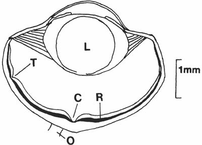 Lizard visual <mark class="highlighted">ecolog</mark>y